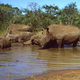 File photo of wild black rhinos in South Africa.